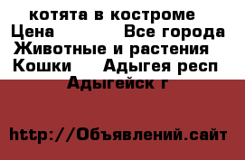 котята в костроме › Цена ­ 2 000 - Все города Животные и растения » Кошки   . Адыгея респ.,Адыгейск г.